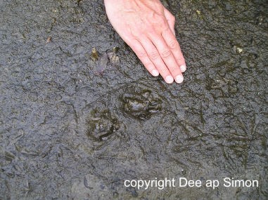 Otter footprints