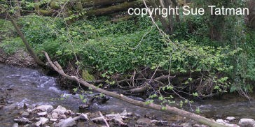 Good otter habitat