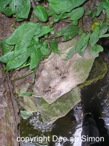 Otter spraint