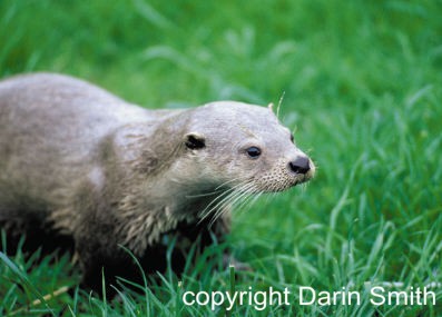 Otter