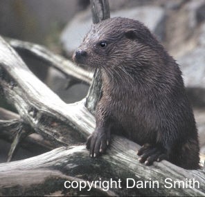 Otter