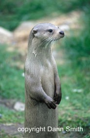 Otter