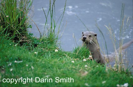 Otter