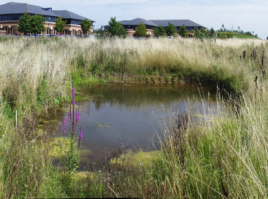 Pond at Chester Business Park