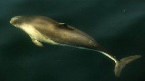 Harbour Porpoise