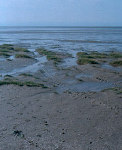 Developing sand dunes