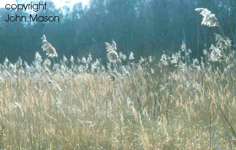 reedbed