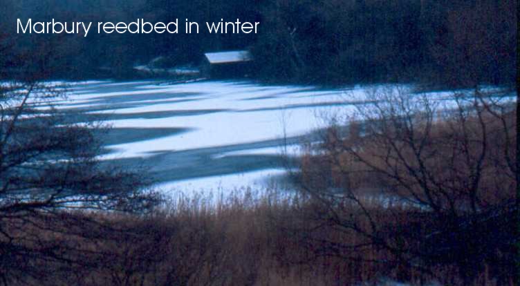 Marbury reedbed in winter