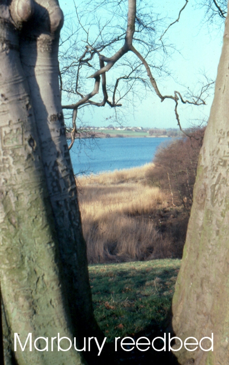Marbury reedbed