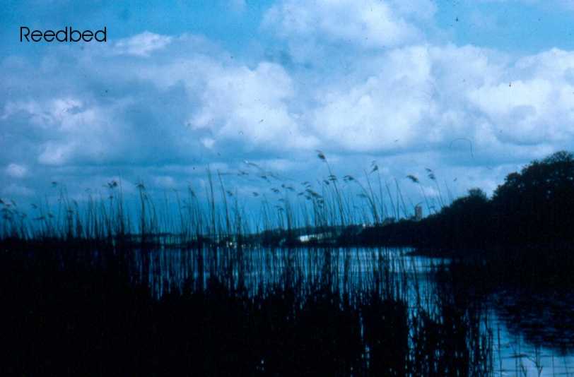 reedbed at night