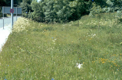 Roadside verge