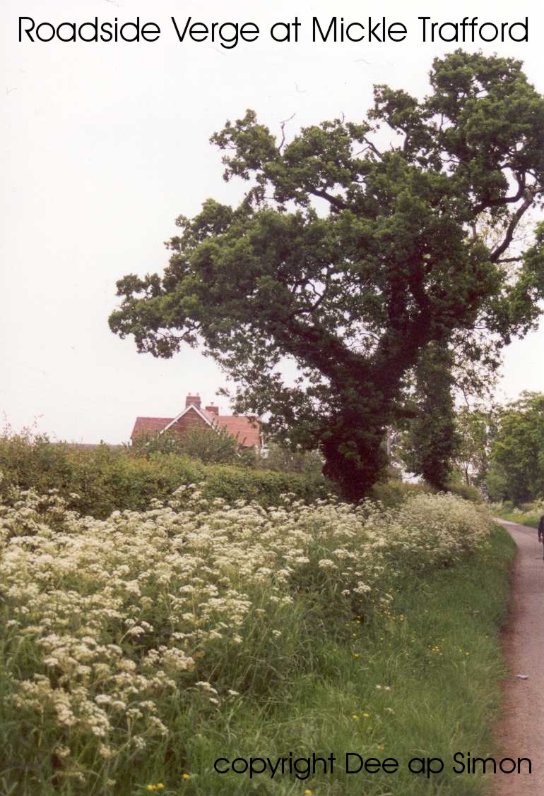 Roadside verge at Mickle Trafford