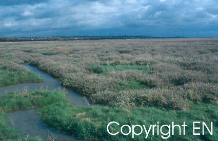 Saltmarsh colonisation on the Dee Estuary