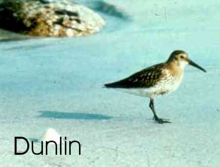 Dunlin