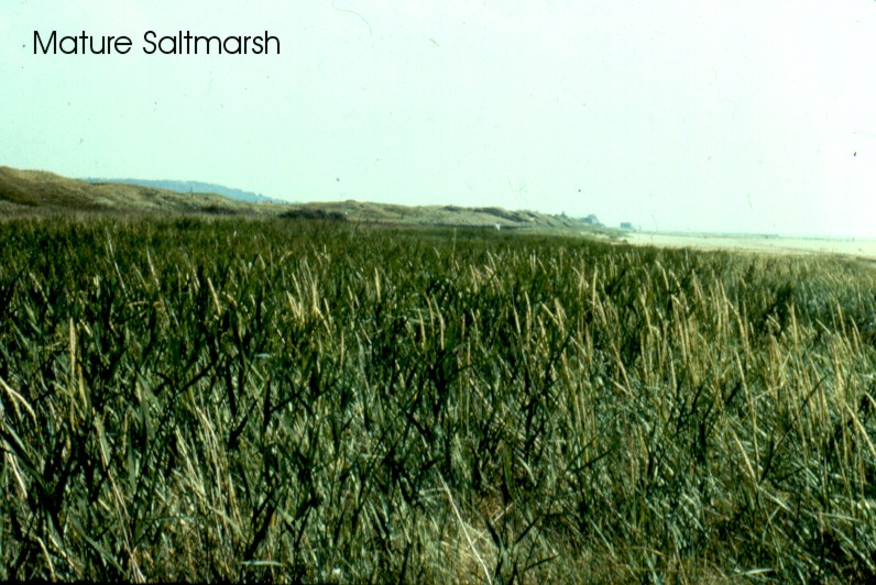 Mature saltmarsh