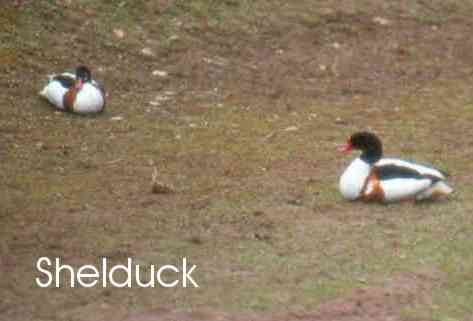 Shelduck