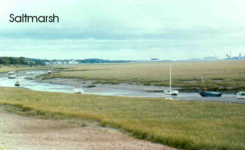 Saltmarsh