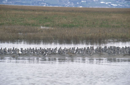 Birds on saltmarsh