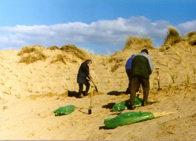 Marram grass planting