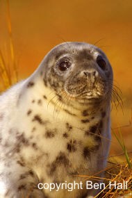 Seal pup