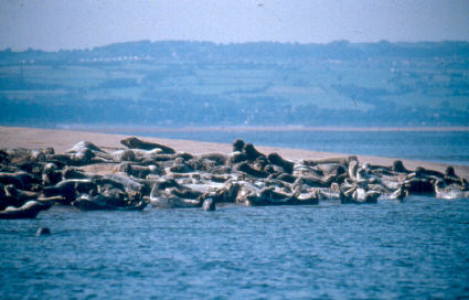 Grey seals on the Wirral