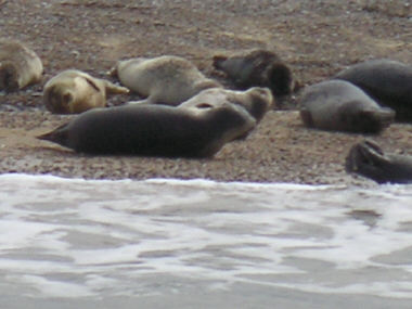 Atlantic Grey Seals