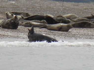 Atlantic Grey Seals