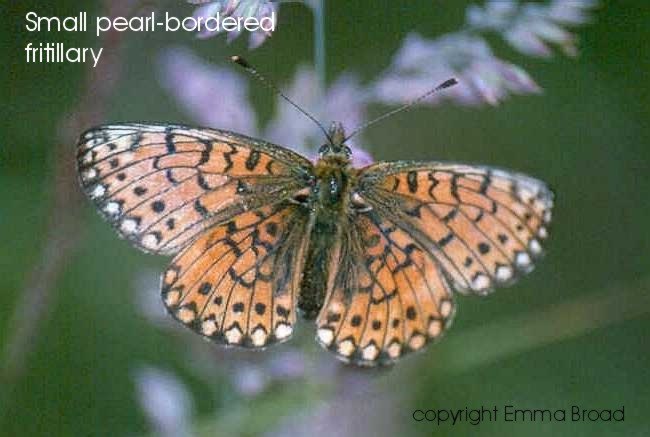 Small pearl-bordered fritillary