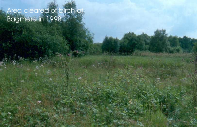 Area cleared of birch at Bagmere in 1998