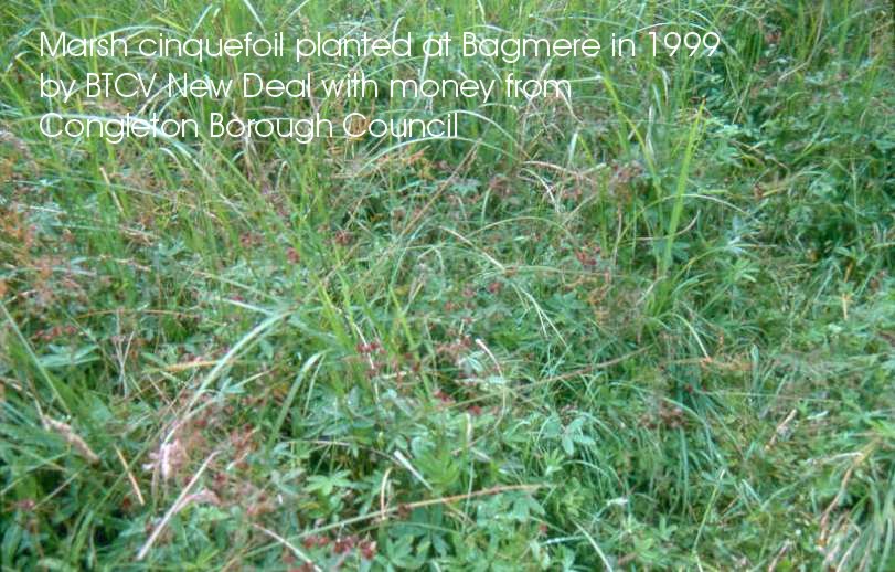 Marsh cinquefoil planted at Bagmere in 1999 by BTCV New Deal with money from Congleton Borough Council