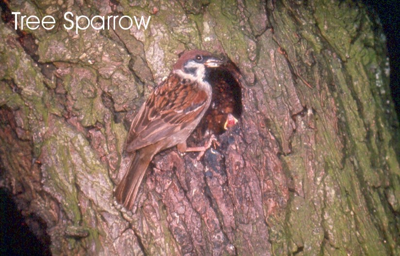Tree Sparrow