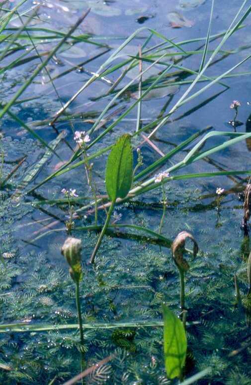Water violet