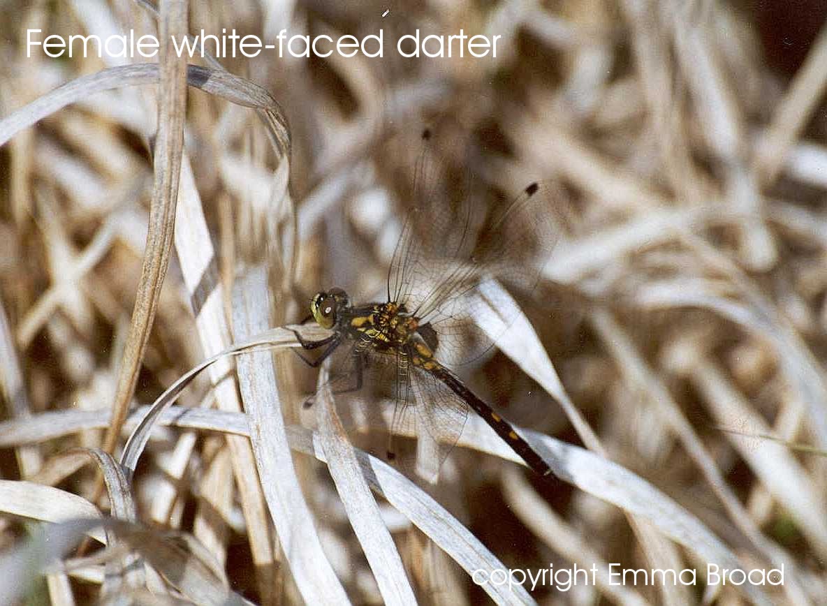 Female white-faced darter