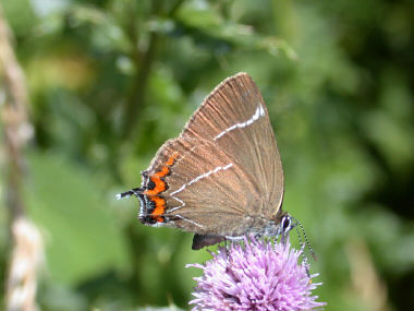 White-letter Hairstreak