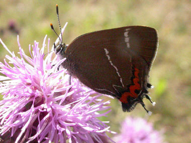 White-letter Hairstreak