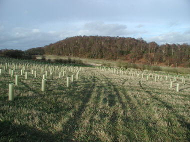 Buffer planting carried out next to ASNW (Woodhouse Hill, Frodsham)